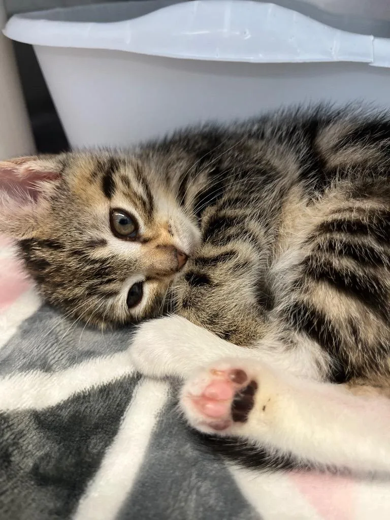 A baby medium-sized female Domestic Short Hair cat named Meg March for adoption in Pomona, NY