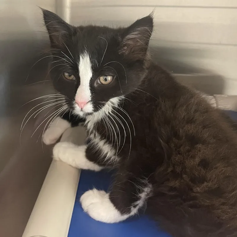 A baby small-sized female Black Domestic Short Hair cat named Sunny for adoption in Enfield, NH