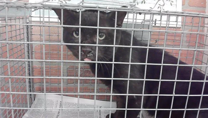 A young medium-sized male Domestic Short Hair cat named Ronnie for adoption in Houston, TX