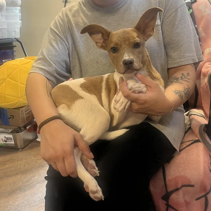 A young small-sized female Yellow / Tan / Blond / Fawn Chihuahua dog named Noodle for adoption in Pasadena , MD