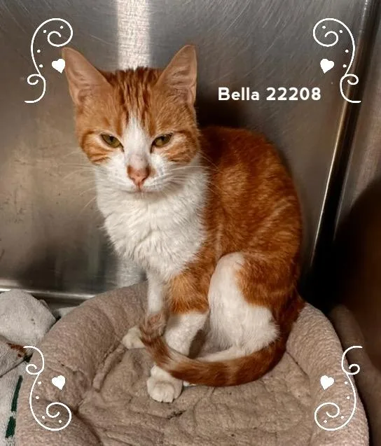 A young medium-sized female Orange & White Domestic Short Hair cat named Bella for adoption in Marietta, GA