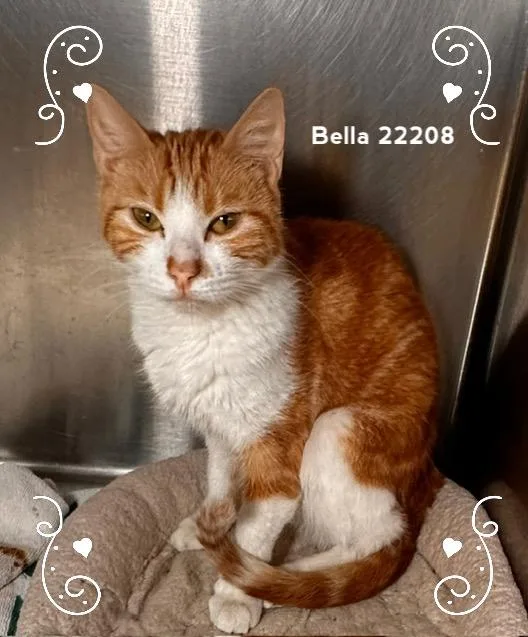 Bella thumbnail 2
