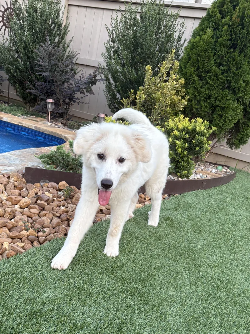 A baby medium-sized female White / Cream Great Pyrenees dog named Marshmallow for adoption in Cordova, TN