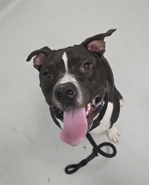A young large-sized male Pit Bull Terrier dog named Rody for adoption in Mesa, AZ