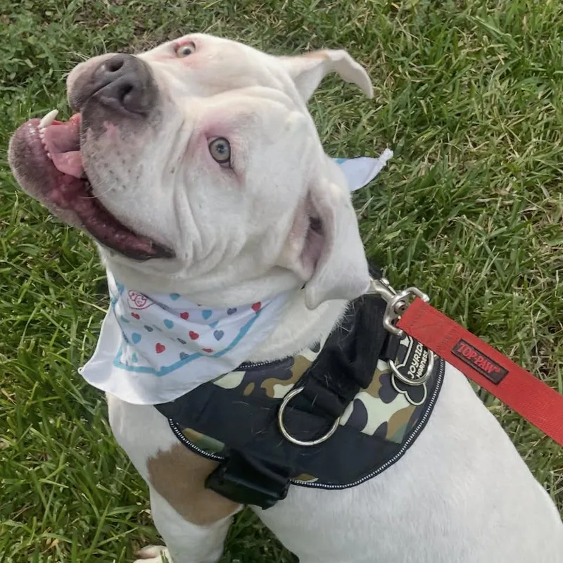 An adult large-sized male White / Cream American Bulldog dog named Palma YC for adoption in Austin, TX