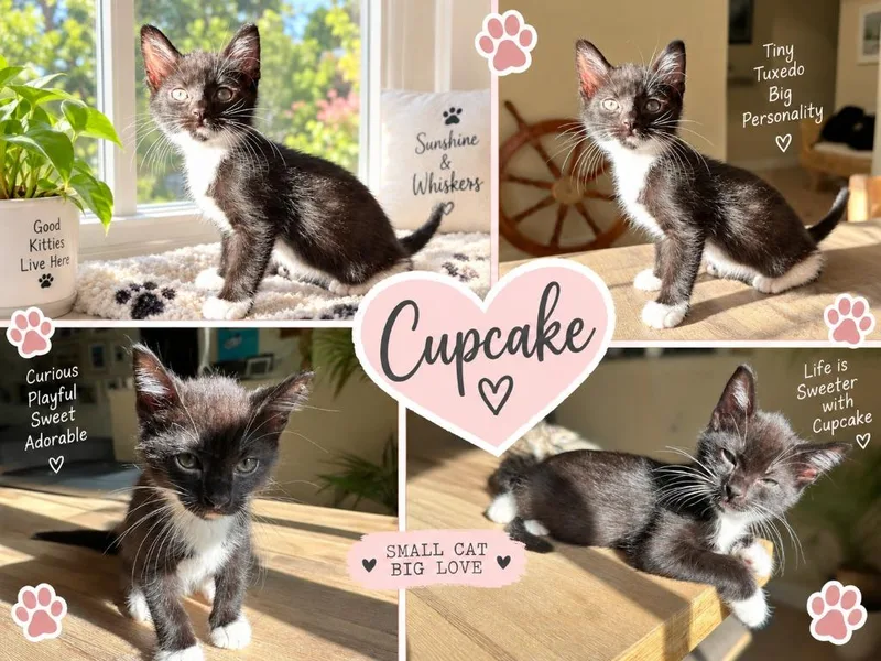 Cupcake thumbnail 2