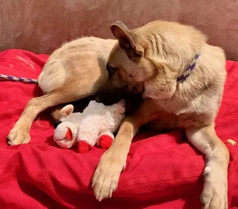 An adult large-sized female Golden German Shepherd Dog dog named Aunt Bea for adoption in Bakersfield, CA