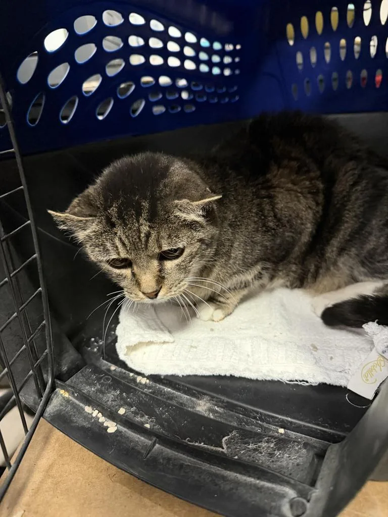 A senior medium-sized female Domestic Short Hair cat named Millie for adoption in Pahrump, NV