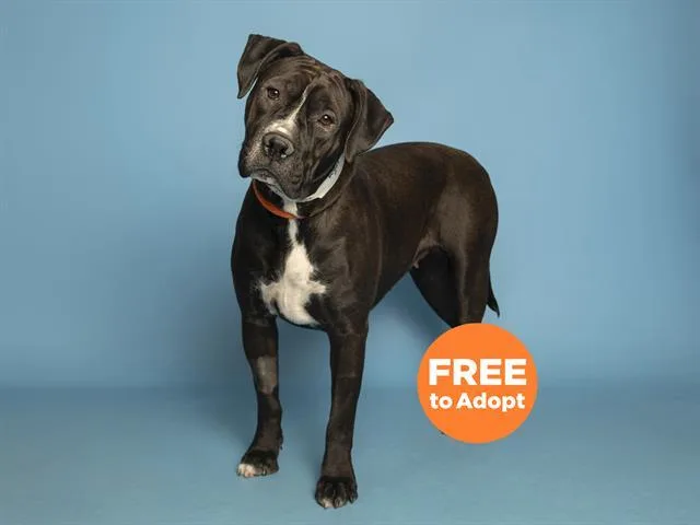A young large-sized female Pit Bull Terrier dog named Oreo for adoption in Phoenix, AZ