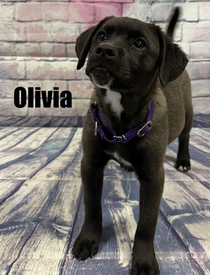 Olivia thumbnail 2