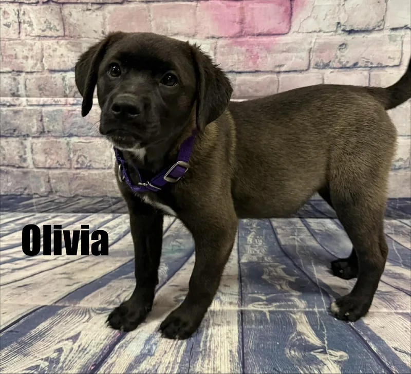 Olivia thumbnail 3