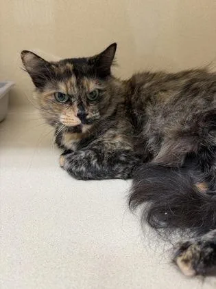 An adult large-sized female Domestic Short Hair cat named Olivia for adoption in Pequot Lakes, MN