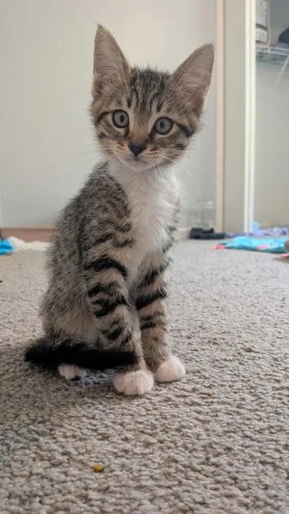 A baby small-sized male Domestic Short Hair cat named Harley for adoption in Chamblee, GA