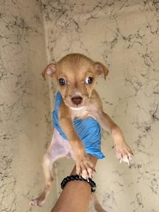 A baby small-sized female Chihuahua dog named Sadie for adoption in Honolulu, HI