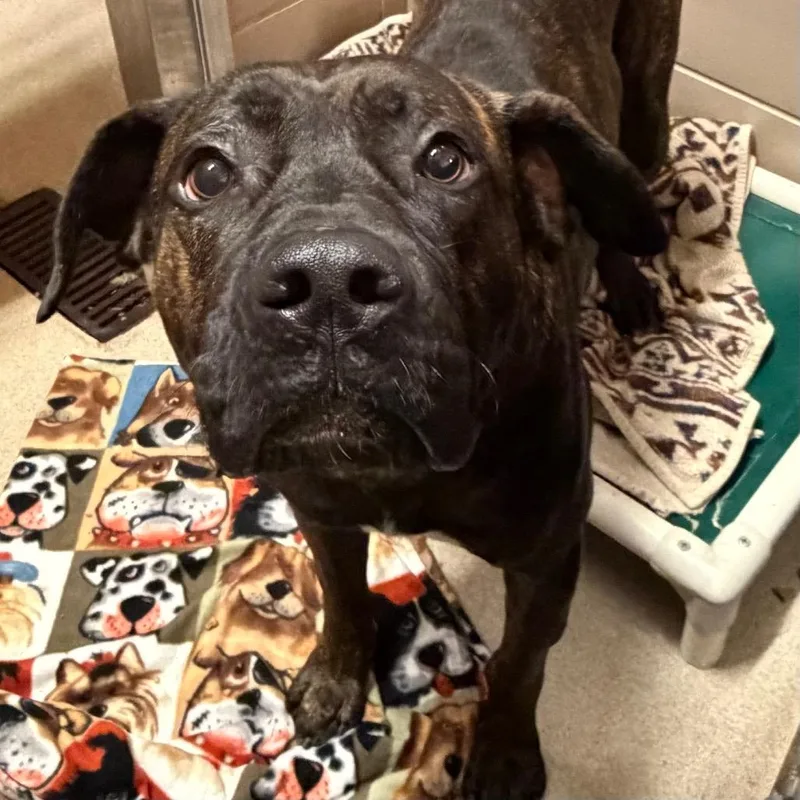 An adult large-sized male Brindle Mixed Breed dog named Fudge for adoption in Waukesha, WI