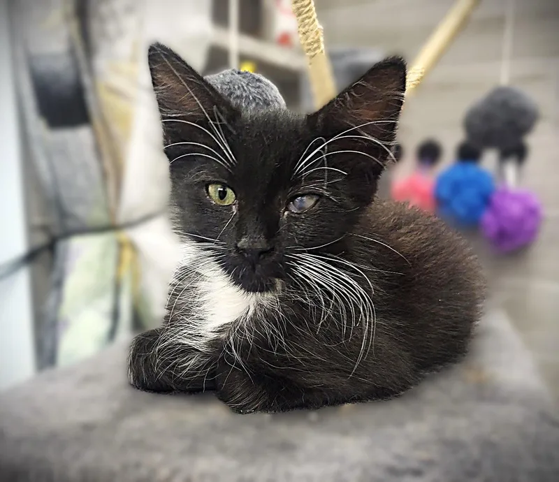 A baby medium-sized male Black & White / Tuxedo Domestic Medium Hair cat named Randy for adoption in Fort Myers, FL