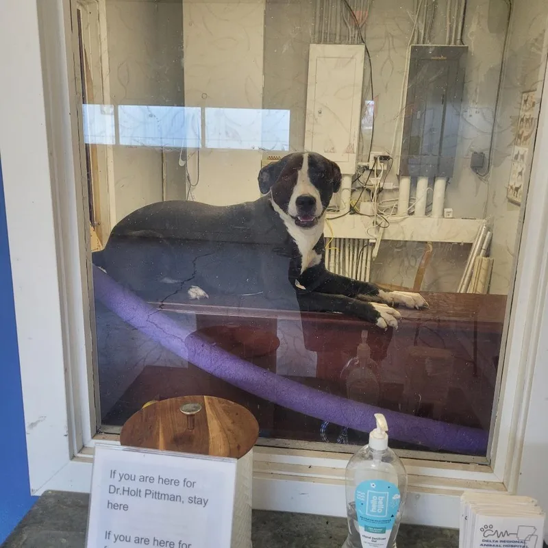 A young medium-sized female Gray / Blue / Silver Terrier dog named Harper for adoption in Clarksdale, MS
