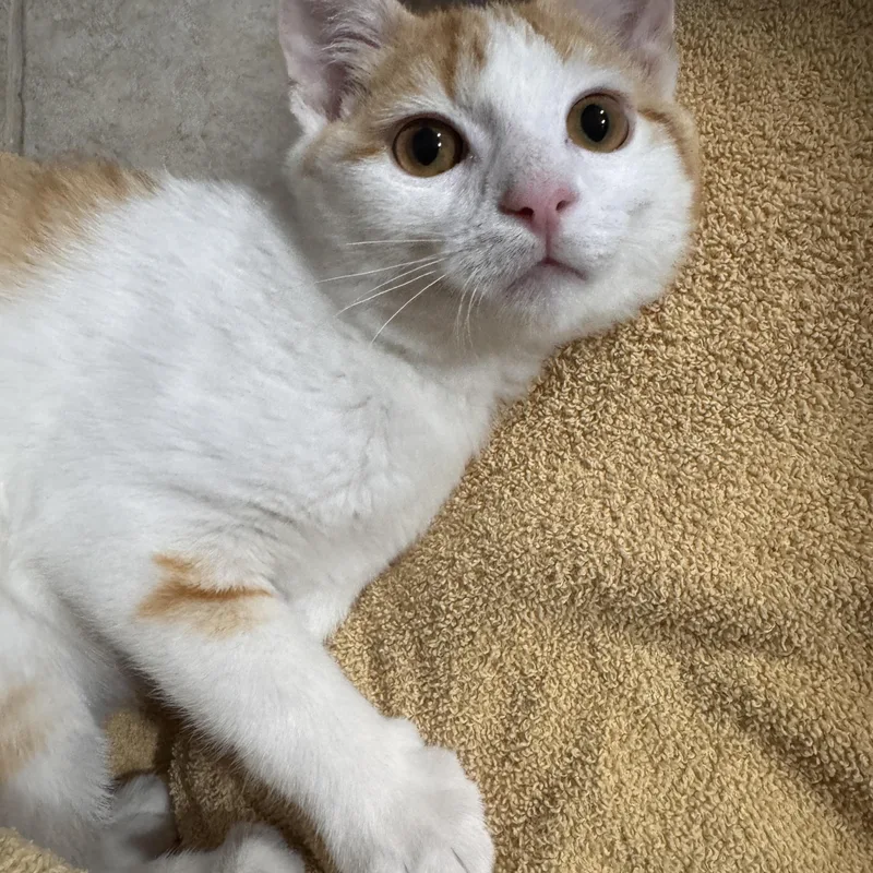A baby medium-sized male Orange & White Domestic Short Hair cat named Pee Wee for adoption in Mokena, IL