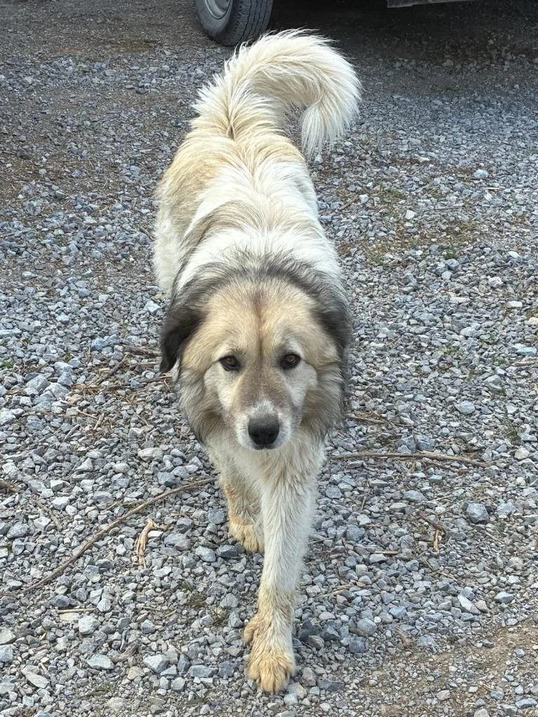 A young large-sized male Shepherd dog named Waylon for adoption in Chickamauga , GA
