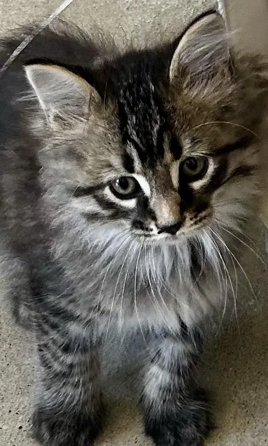 A baby medium-sized female Domestic Long Hair cat named Poe for adoption in Sandusky, MI