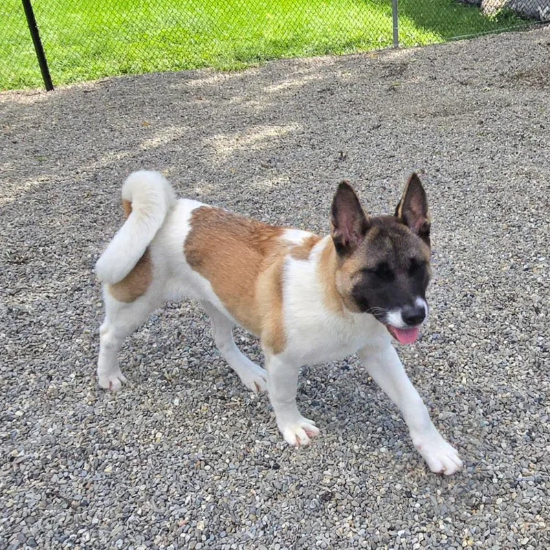 A baby large-sized female Akita dog named Ash for adoption in Wappingers Falls, NY