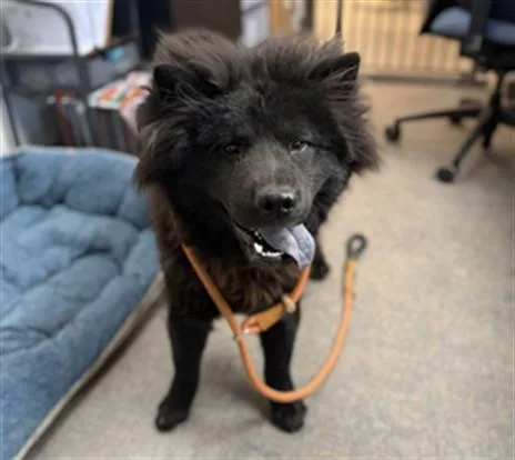A young medium-sized male Chow Chow dog named Ink for adoption in Ontario, CA