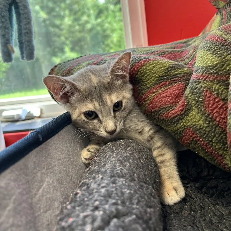 A baby small-sized female Gray & White Domestic Short Hair cat named Toni Morrison for adoption in North Haven, CT