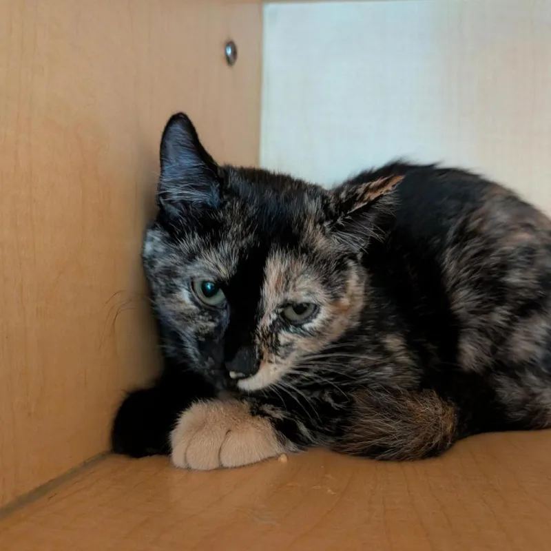 A baby small-sized female Tortoiseshell Domestic Short Hair cat named Toru for adoption in Washington Township, OH