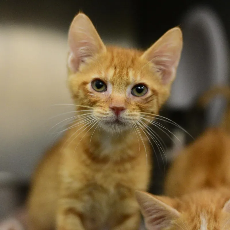 A baby small-sized male Orange / Red Domestic Short Hair cat named Genie for adoption in Idaho Falls, ID