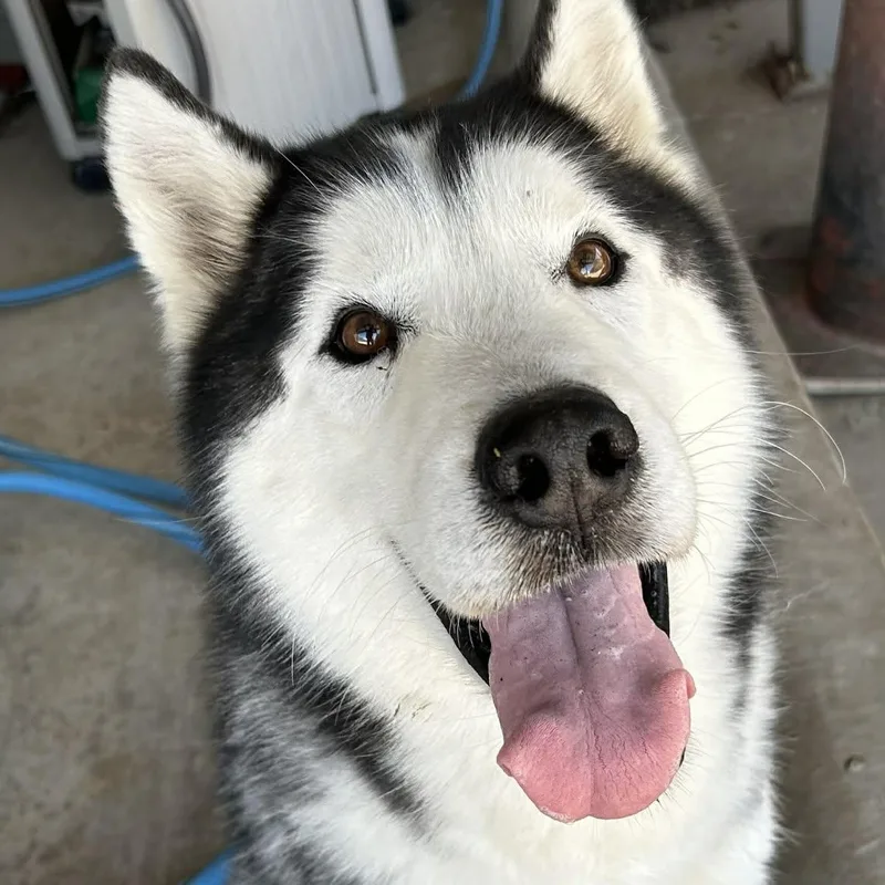 An adult medium-sized male Gray / Blue / Silver Husky dog named Togo for adoption in The Colony, TX