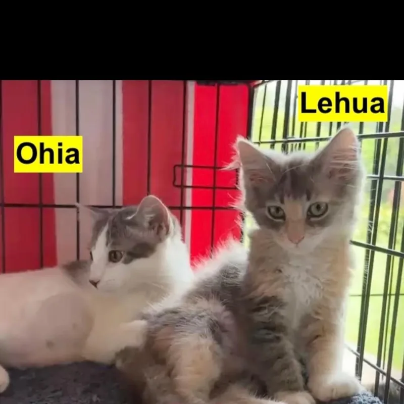 A baby small-sized female Orange / Red Domestic Short Hair cat named Lehua for adoption in Las Vegas, NV