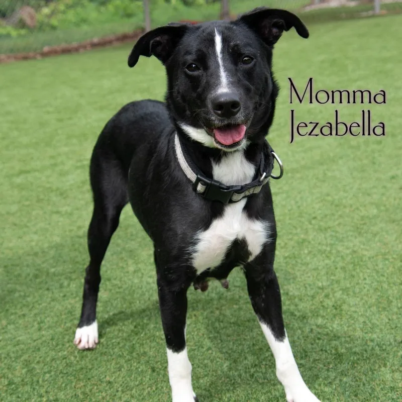 A young medium-sized female Mixed Breed dog named Momma Jezabella for adoption in Parkersburg, WV