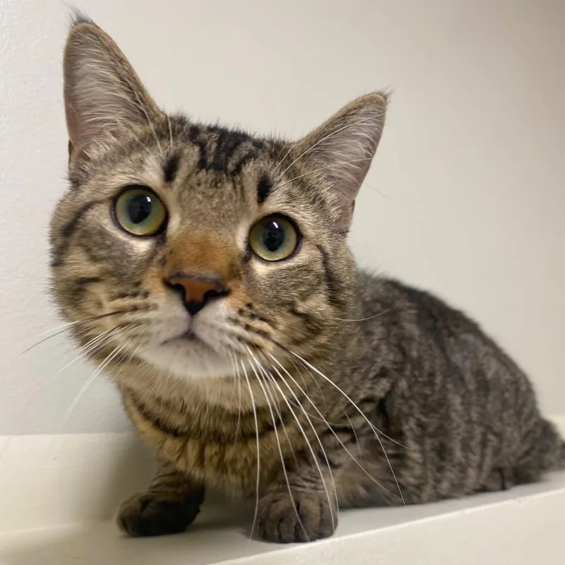 A young small-sized male Domestic Short Hair cat named Venzo for adoption in Fall River, MA