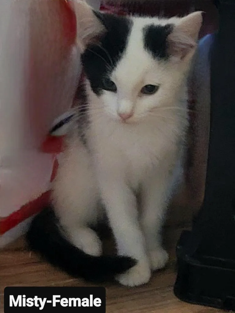 A baby small-sized female Domestic Short Hair cat named Misty for adoption in Heyburn, ID