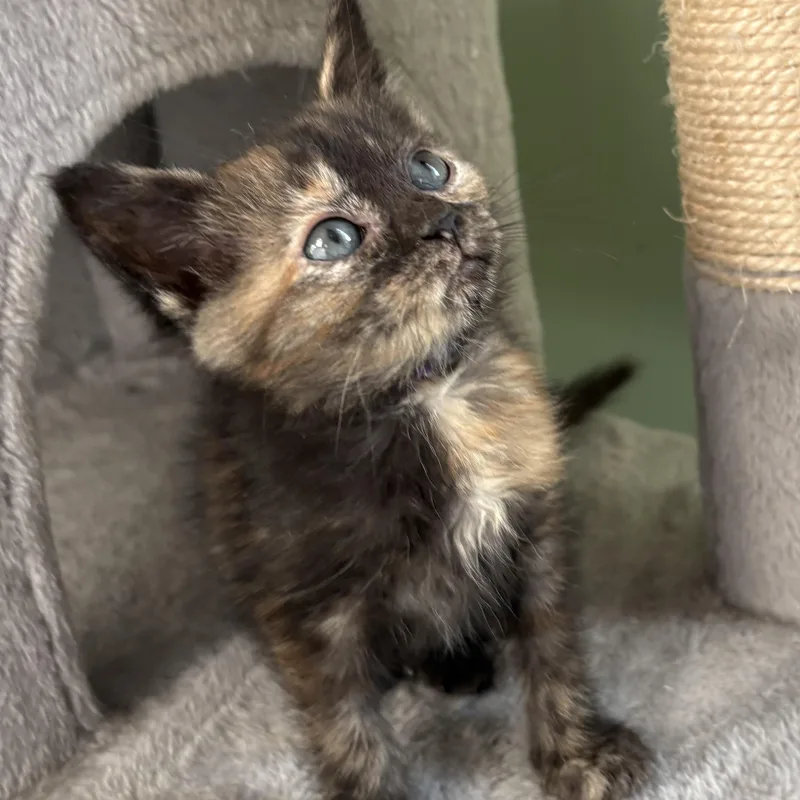 A baby medium-sized female Domestic Short Hair cat named Sandy for adoption in Lemoyne, PA