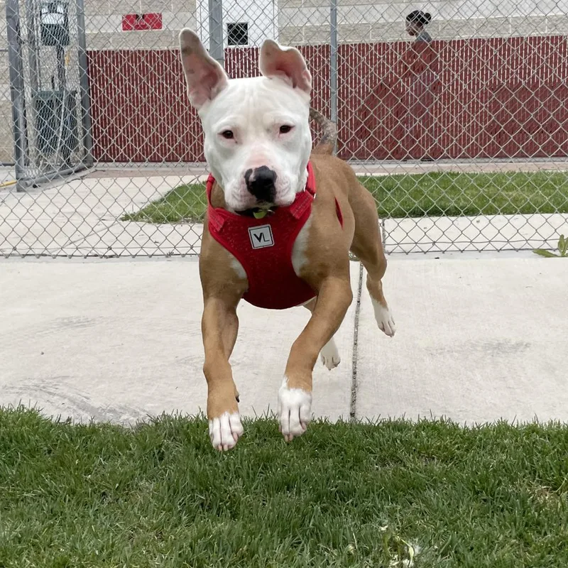 A senior medium-sized female Mixed Breed dog named Baby Girl for adoption in Murray, UT