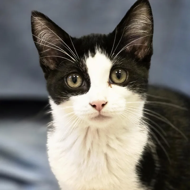 A baby medium-sized female Black & White / Tuxedo Domestic Short Hair cat named Mimosa for adoption in Cooperstown, NY