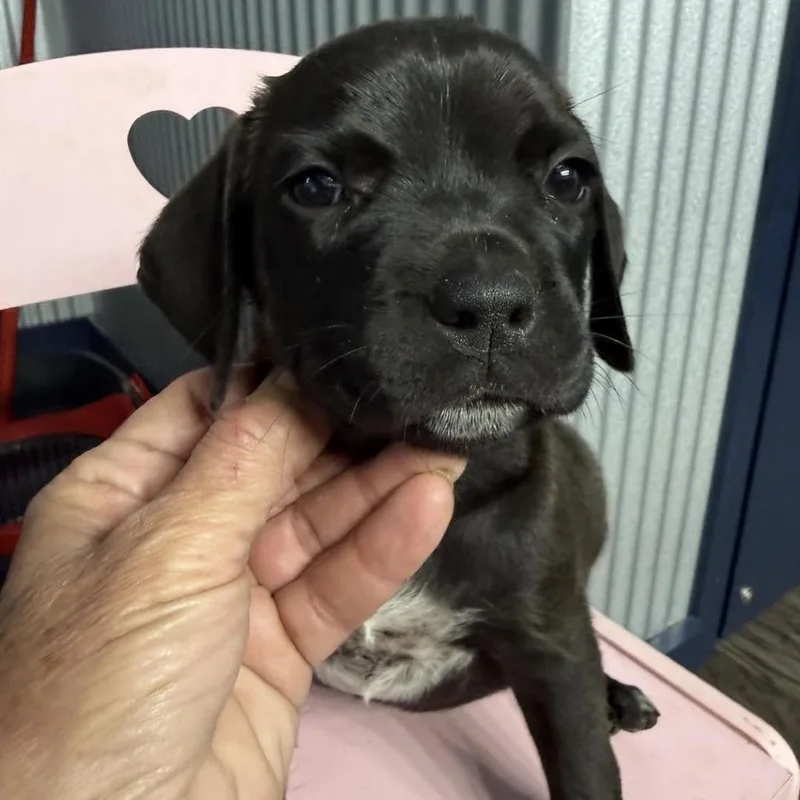 A baby small-sized female Black Retriever dog named Angel for adoption in Parrish, AL