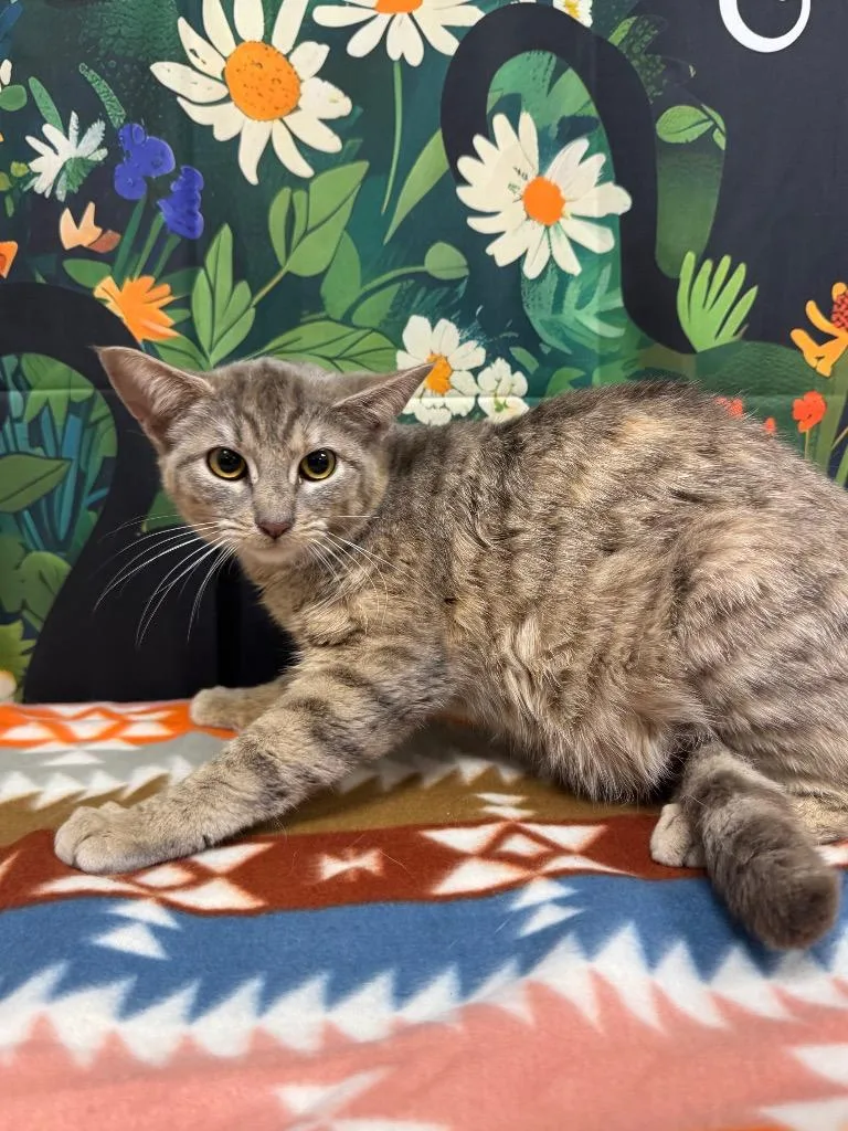 A young medium-sized female Domestic Short Hair cat named Praline for adoption in Belton, TX