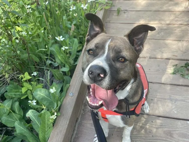 An adult large-sized male Pit Bull Terrier dog named Dylan for adoption in Tustin, CA