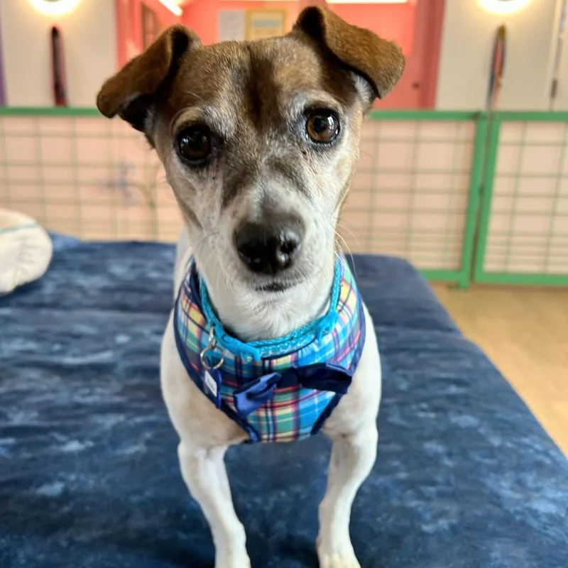 A senior small-sized male White / Cream Jack Russell Terrier dog named Debonair for adoption in San Francisco, CA