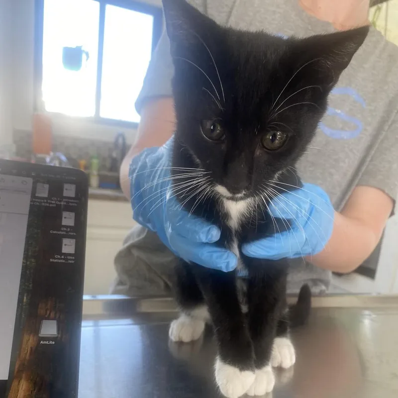 A baby small-sized male Black Domestic Short Hair cat named Jerry for adoption in Chapel Hill, NC