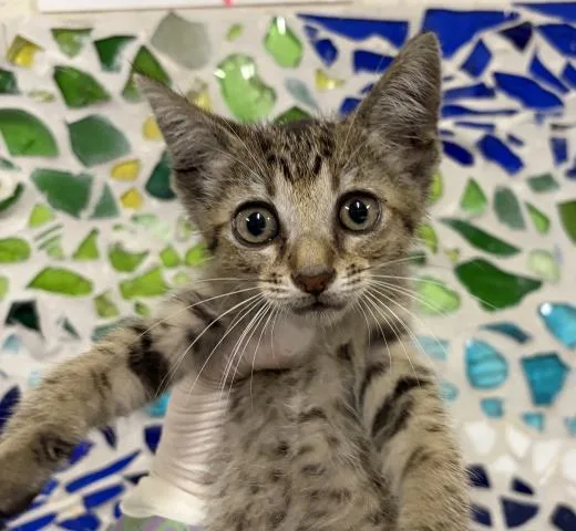 A baby small-sized male Domestic Short Hair cat named Marlin for adoption in Pensacola, FL