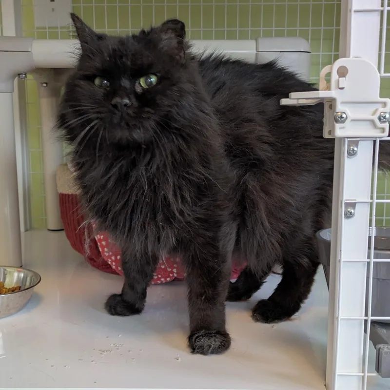 A senior medium-sized male Black Domestic Long Hair cat named Motsu for adoption in Portland, OR