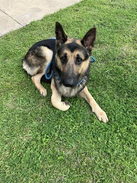 A young large-sized male Mixed Breed dog named Bobo for adoption in Dallas, TX