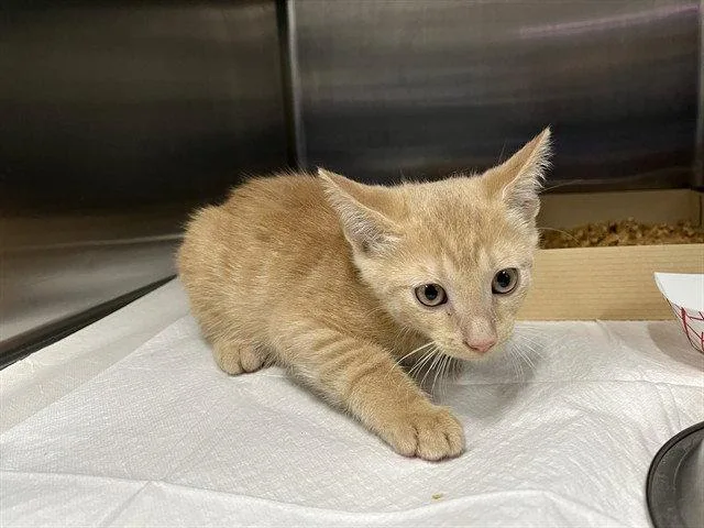 A baby small-sized male Orange / Red Domestic Short Hair cat named Oregon Trail for adoption in Tavares, FL