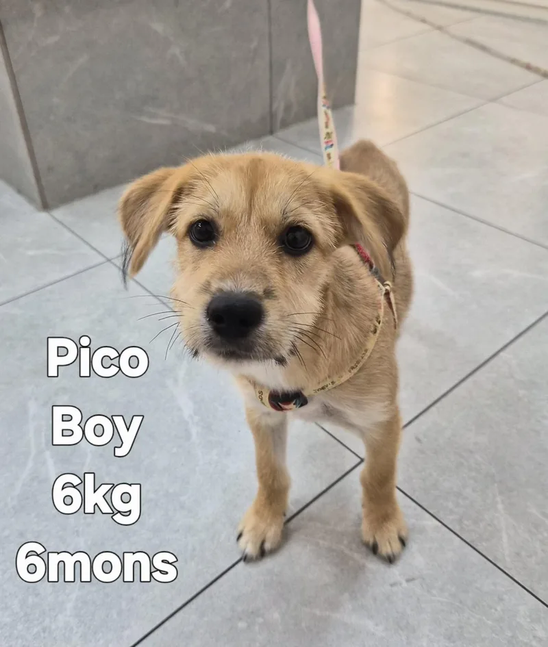 A young small-sized male Terrier dog named Pico for adoption in Duluth, GA