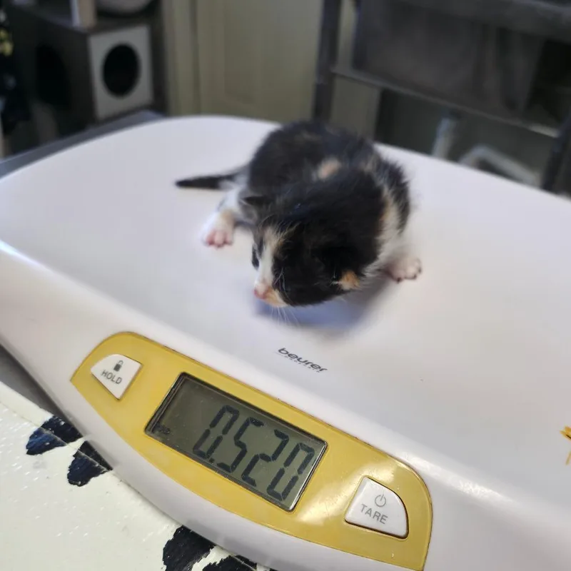 A baby small-sized female Calico Domestic Short Hair cat named Sesame for adoption in Mount Juliet, TN