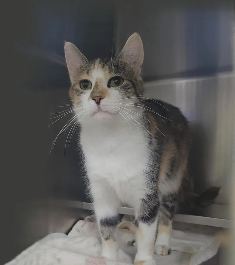 An adult medium-sized female Domestic Short Hair cat named Starfire for adoption in Plover, WI