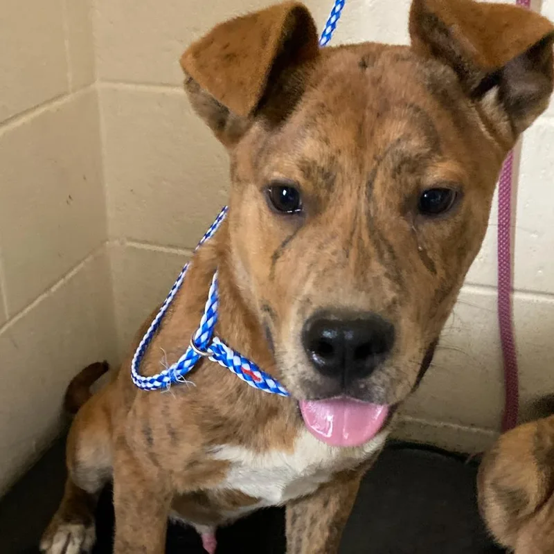 A baby medium-sized male Brindle Mixed Breed dog named Stoneman for adoption in Memphis, TN